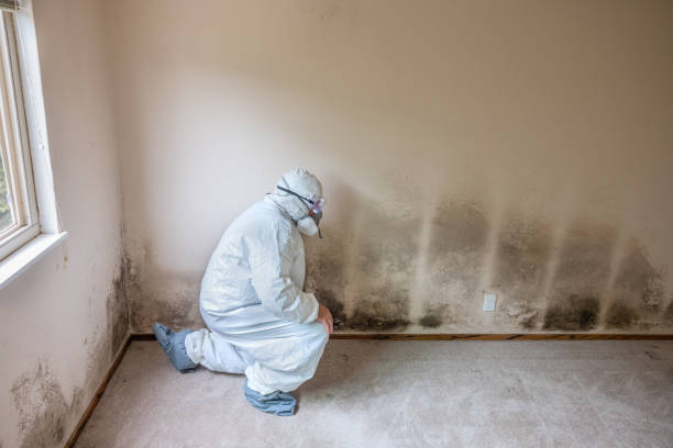 Why You Should Choose Our Mold Remediation Services in Gary, IN